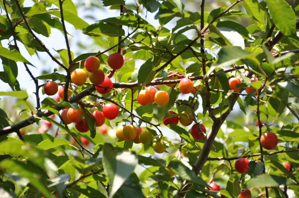 Sand Plum Jam Recipe 7 Sand plums