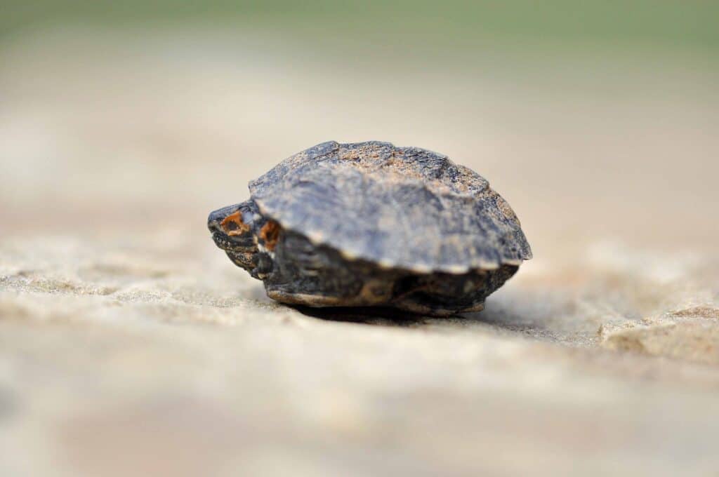 Types Of Snapping Turtles In Oklahoma 5 Baby snapping turtle