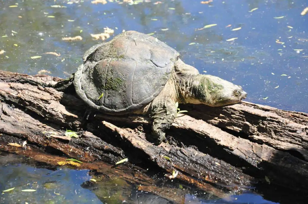 Types Of Snapping Turtles In Oklahoma 3 Snapping turtle sunning on a log