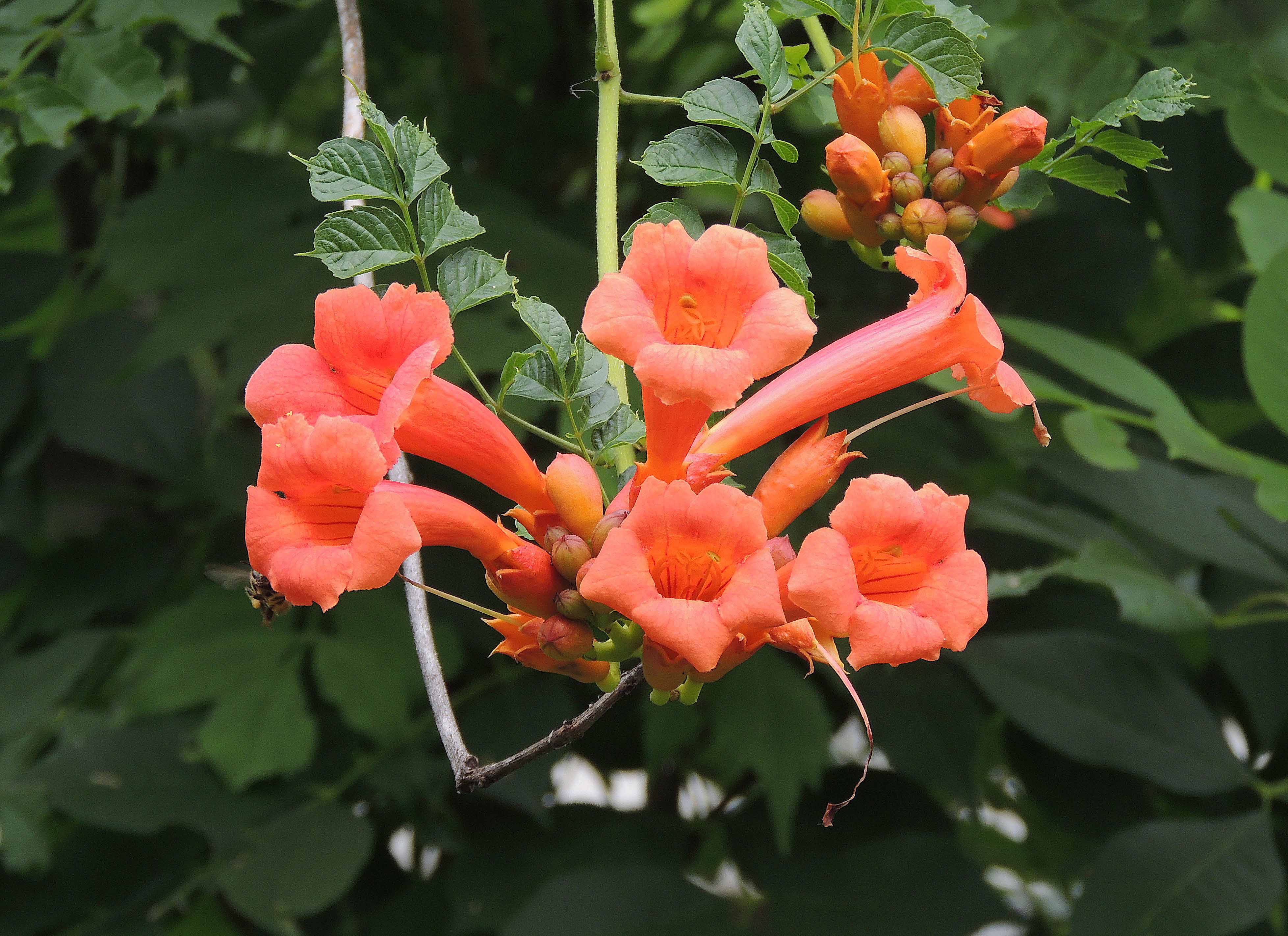 Summer Wildflowers: Celebrating The Colorful Beauty 12 Trumpet vine
