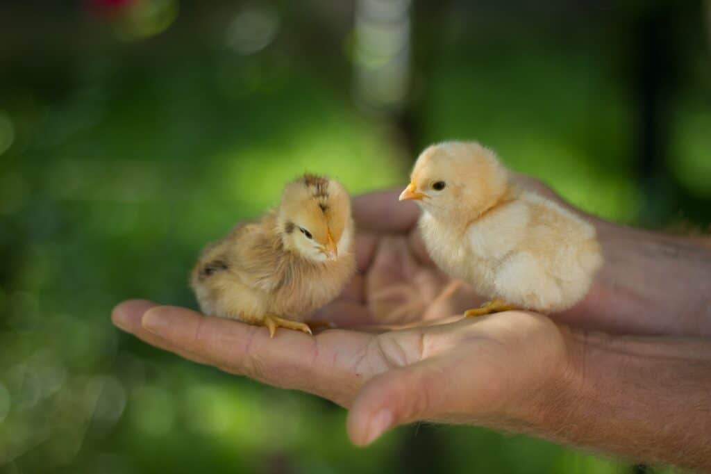 Housing Baby Chicks And Ducklings: Simple Ideas To Keep Them Safe And Healthy 9 Two baby chicks on man's hands housing baby chicks and ducklings