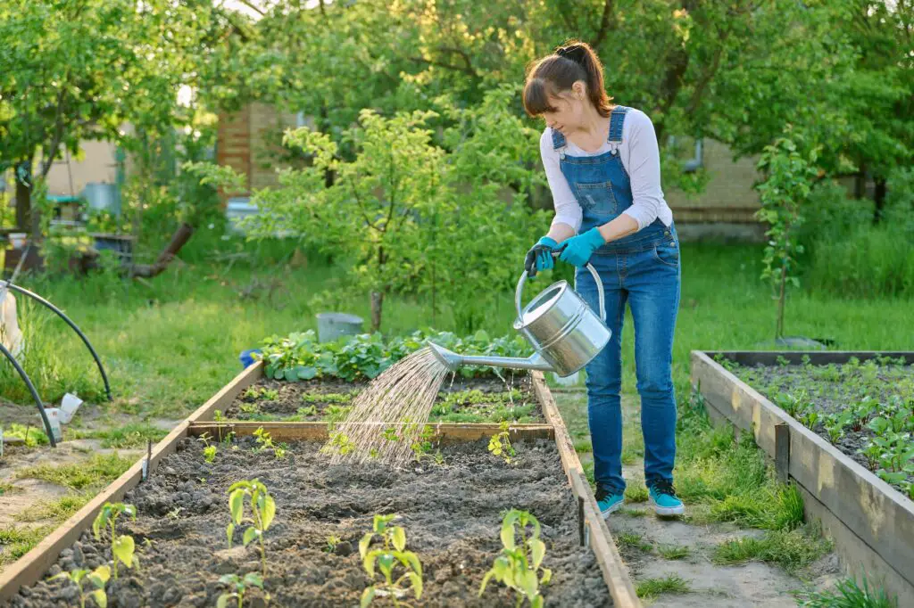 Eco-Friendly Pest Control Solutions For Your Garden 4 Woman watering vegetable garden with wooden beds with young vegetables