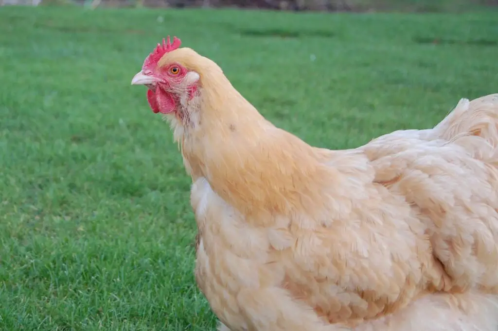 Best chicken breeds for egg production - buff orpington - wikipedia