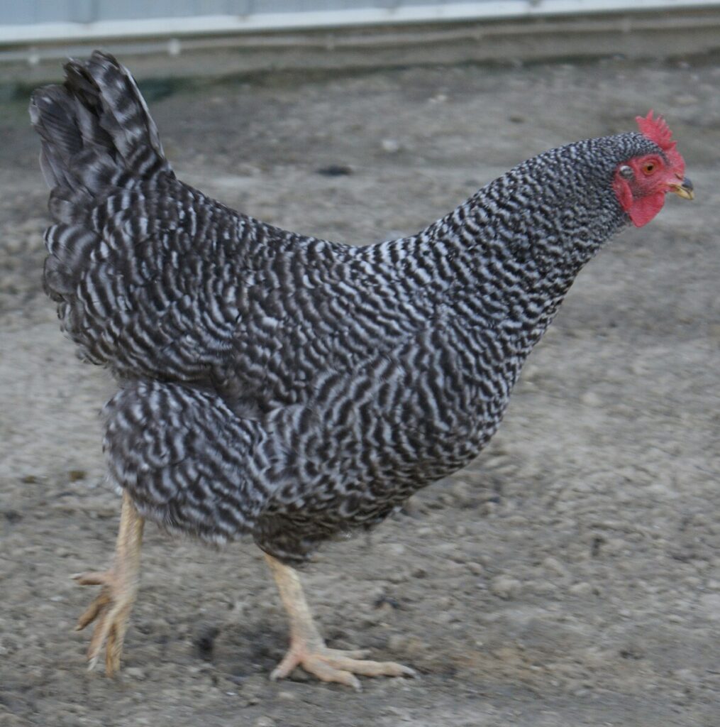 Best chicken breeds for egg production - barred plymouth rock - wikipedia