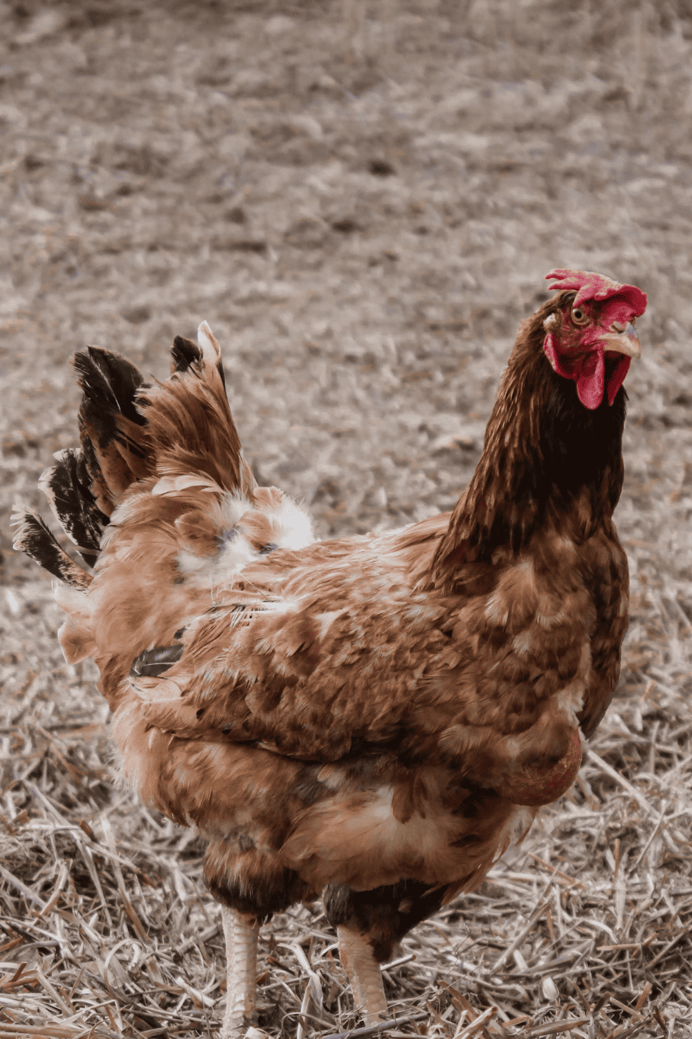 Chickens molting