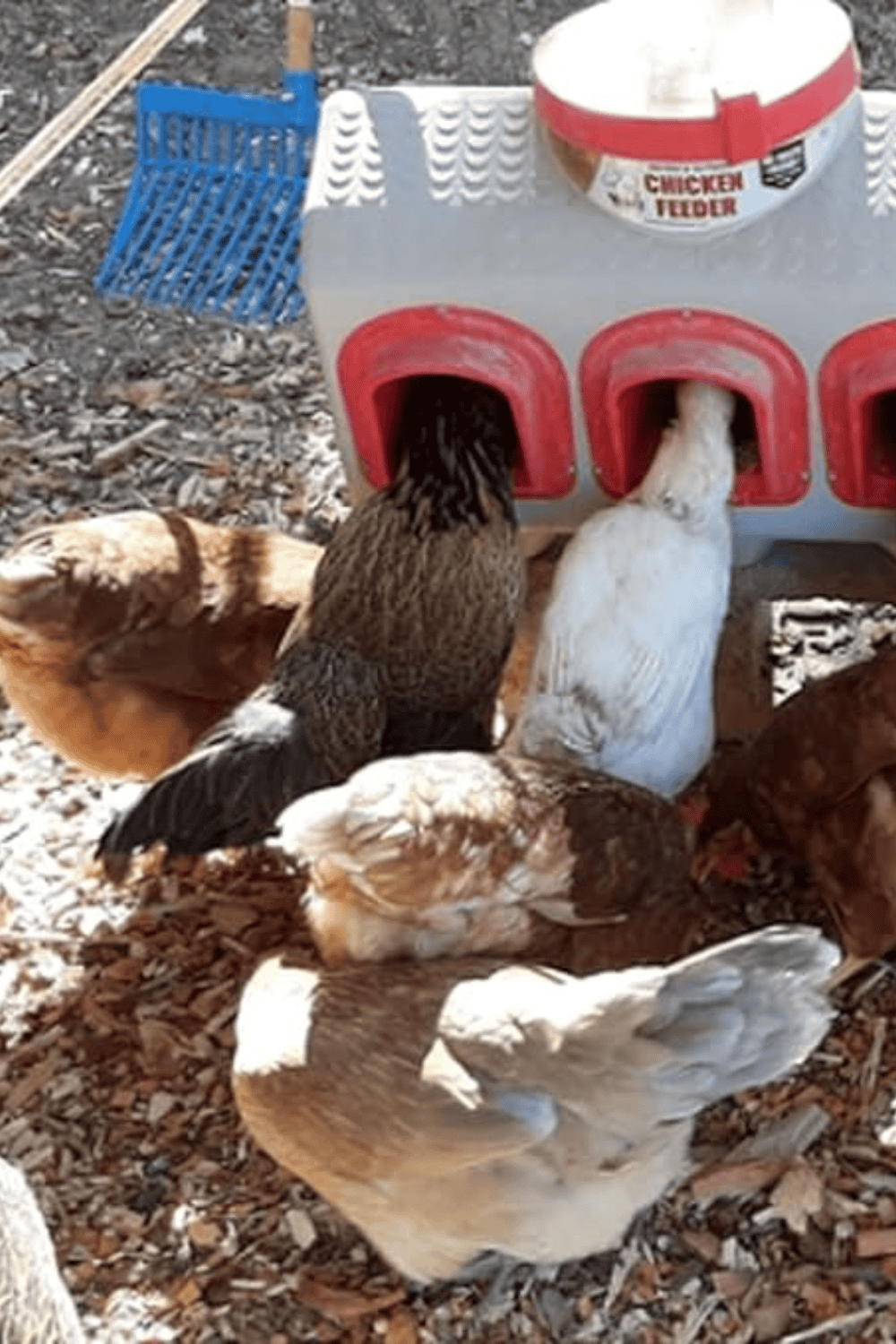 Overez chicken feeder review