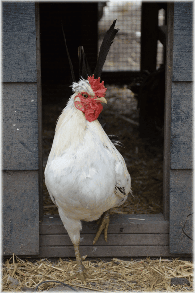 Poultry farming for beginners