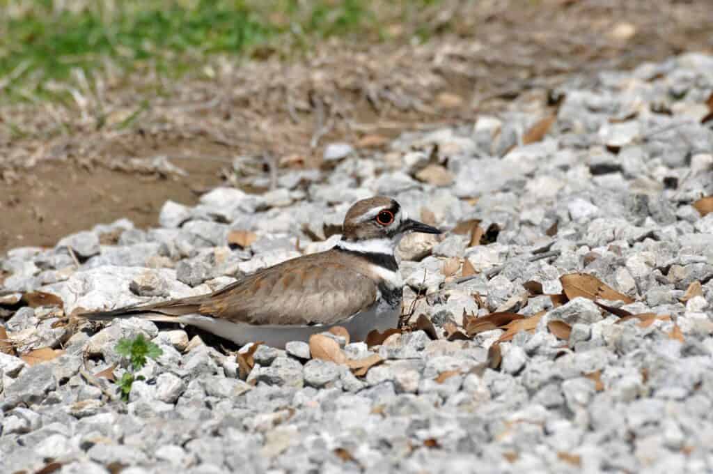 Killdeer