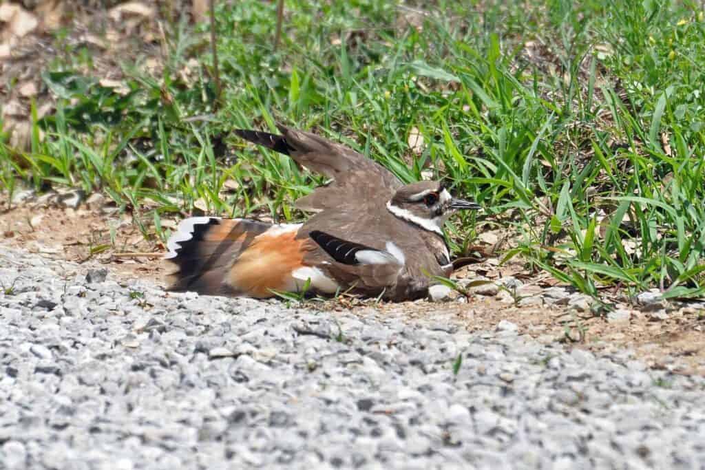 Killdeer