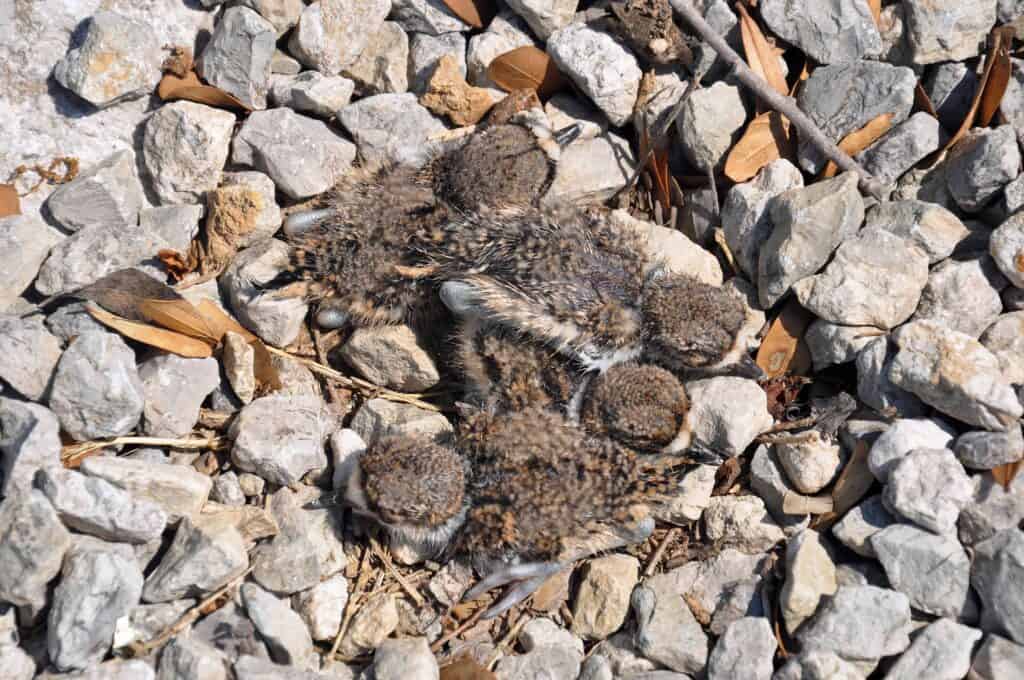 Baby killdeer