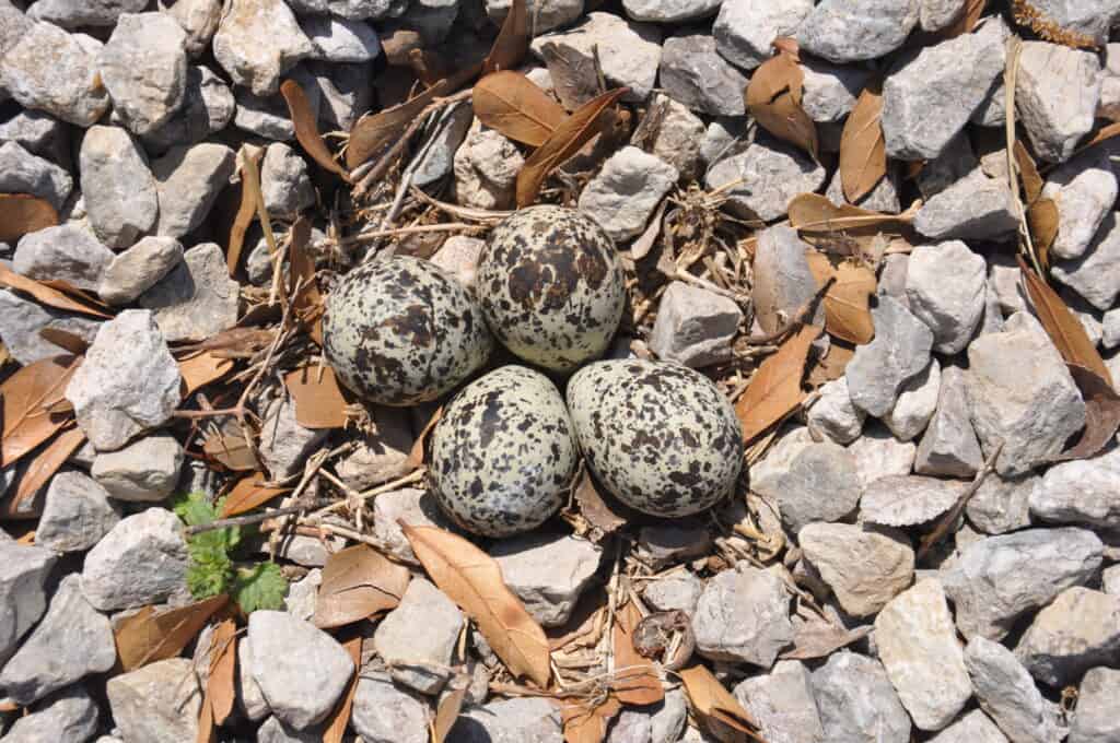 Killdeer nest