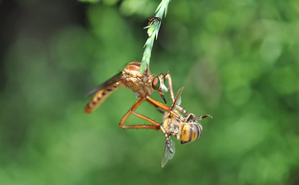 Robber fly & honeybee