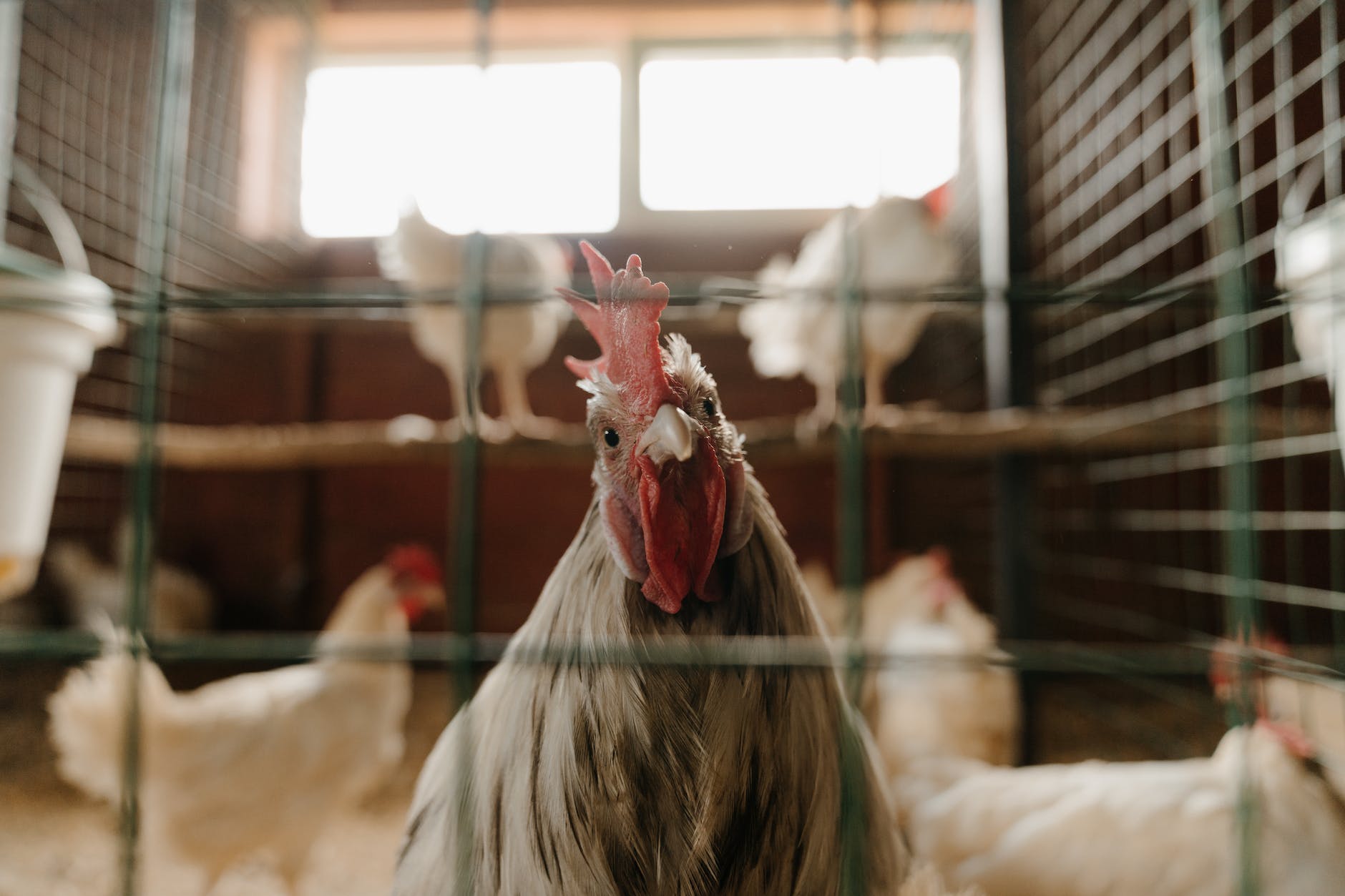 How Big Of A Chicken Coop Do I Need? 2 White and brown rooster in cage how big of a chicken coop do i need?
