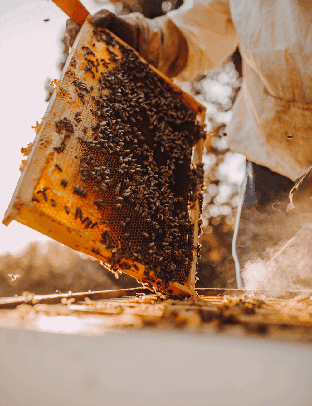 Mantaining a healthy beehive