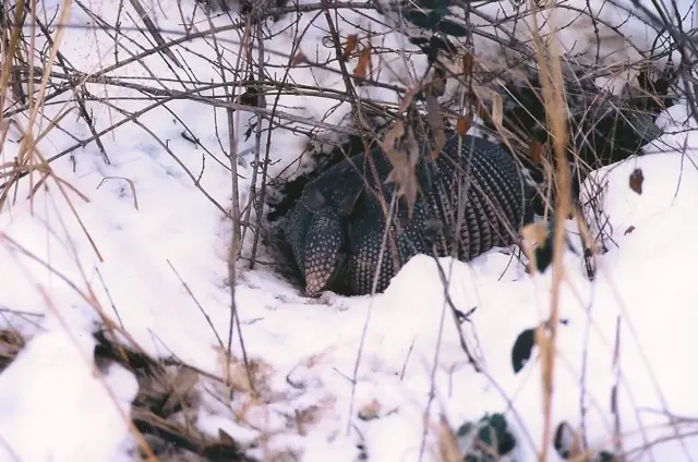 Armadillos: The Amazing Digging Mammals 2 Armadillo at a burrow entrance