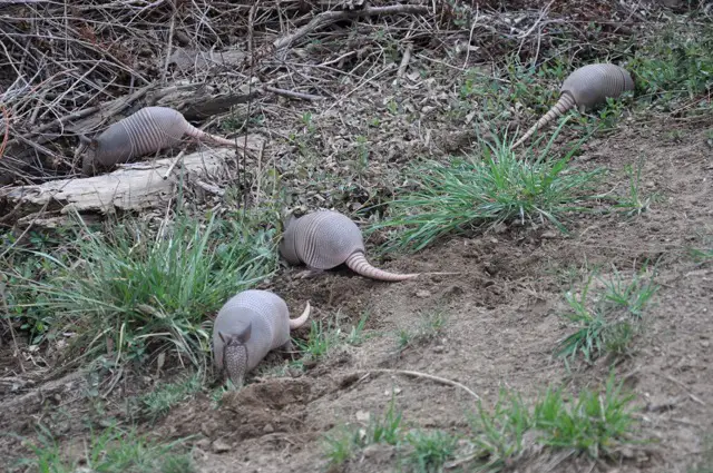 Armadillos: The Amazing Digging Mammals 4 Young armadillos