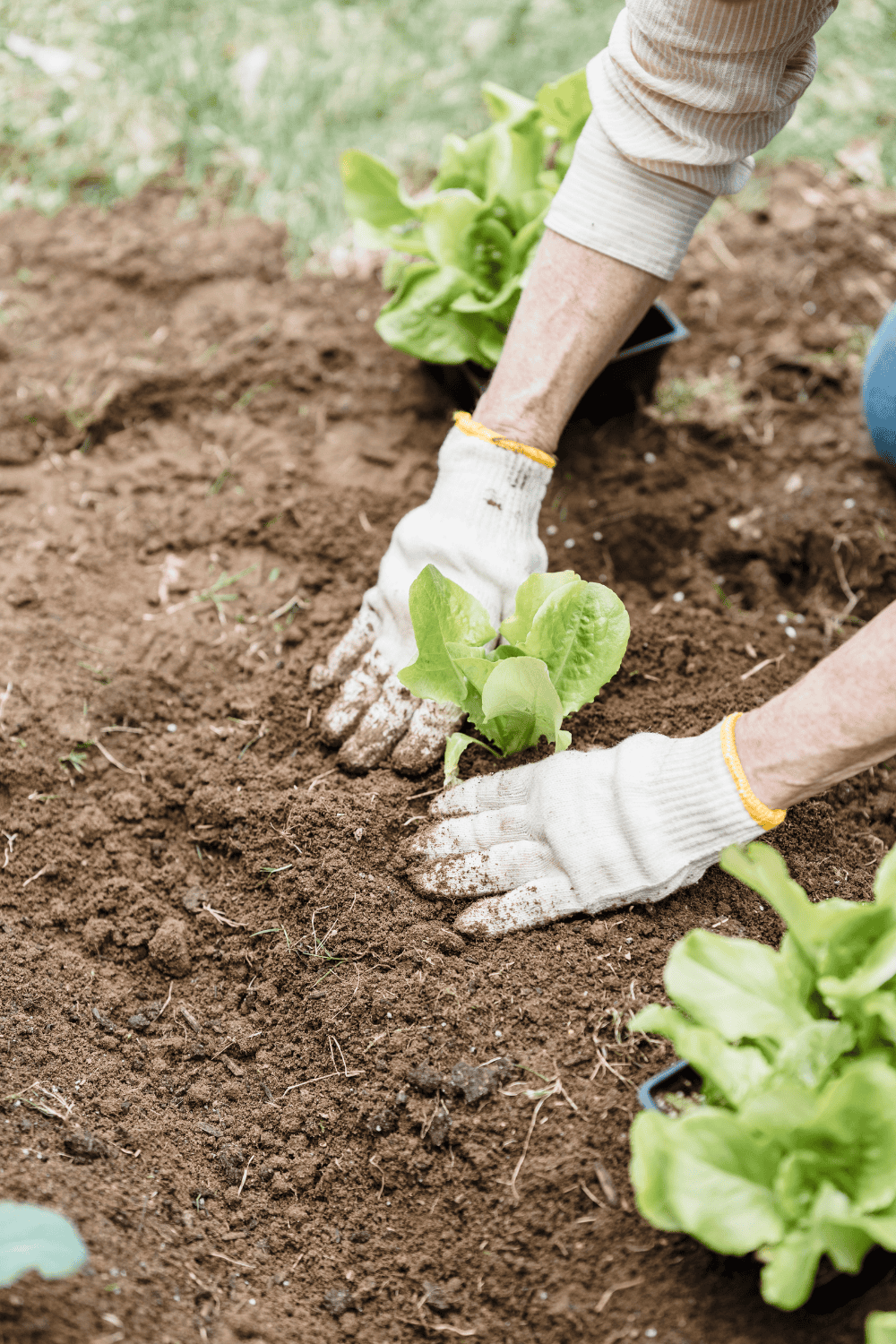 Starting a garden