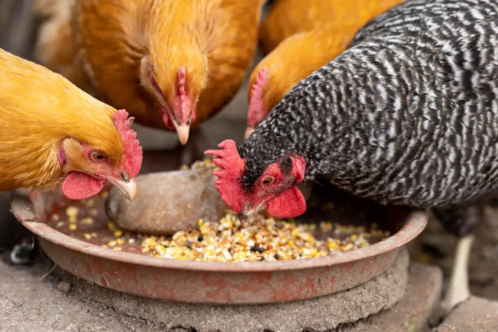 Homemade Chicken Feed Recipes: Nutritious And Easy-To-Make Options 1 Chickens eating homemade chicken feed