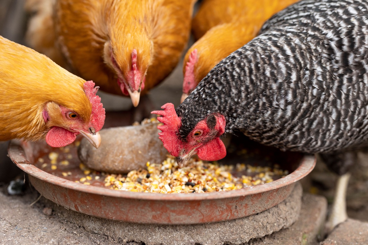 Homemade Chicken Feed Recipes: Nutritious and Easy-to-Make Options