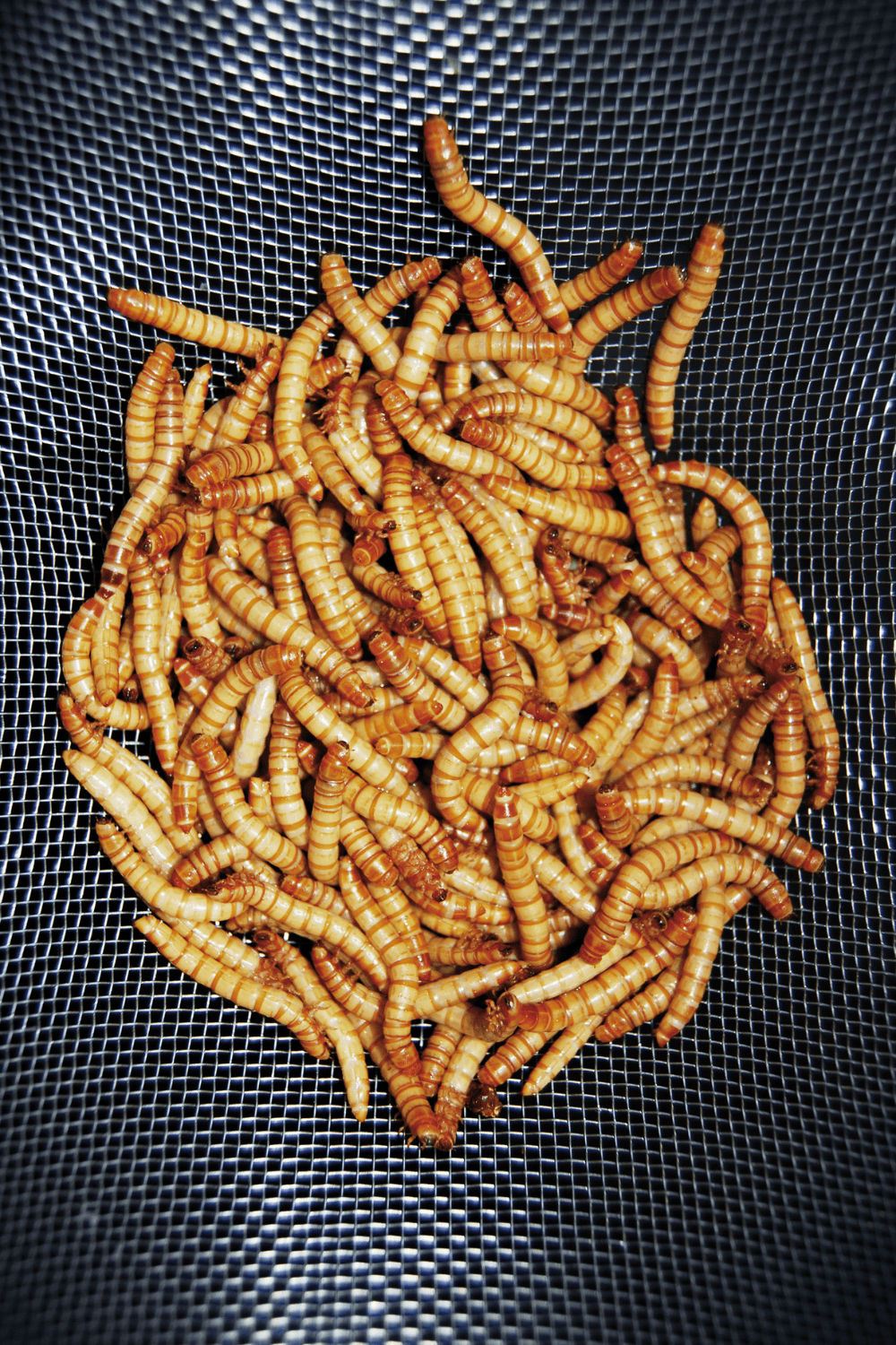 Raising mealworms