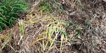 Turning leaves into compost
