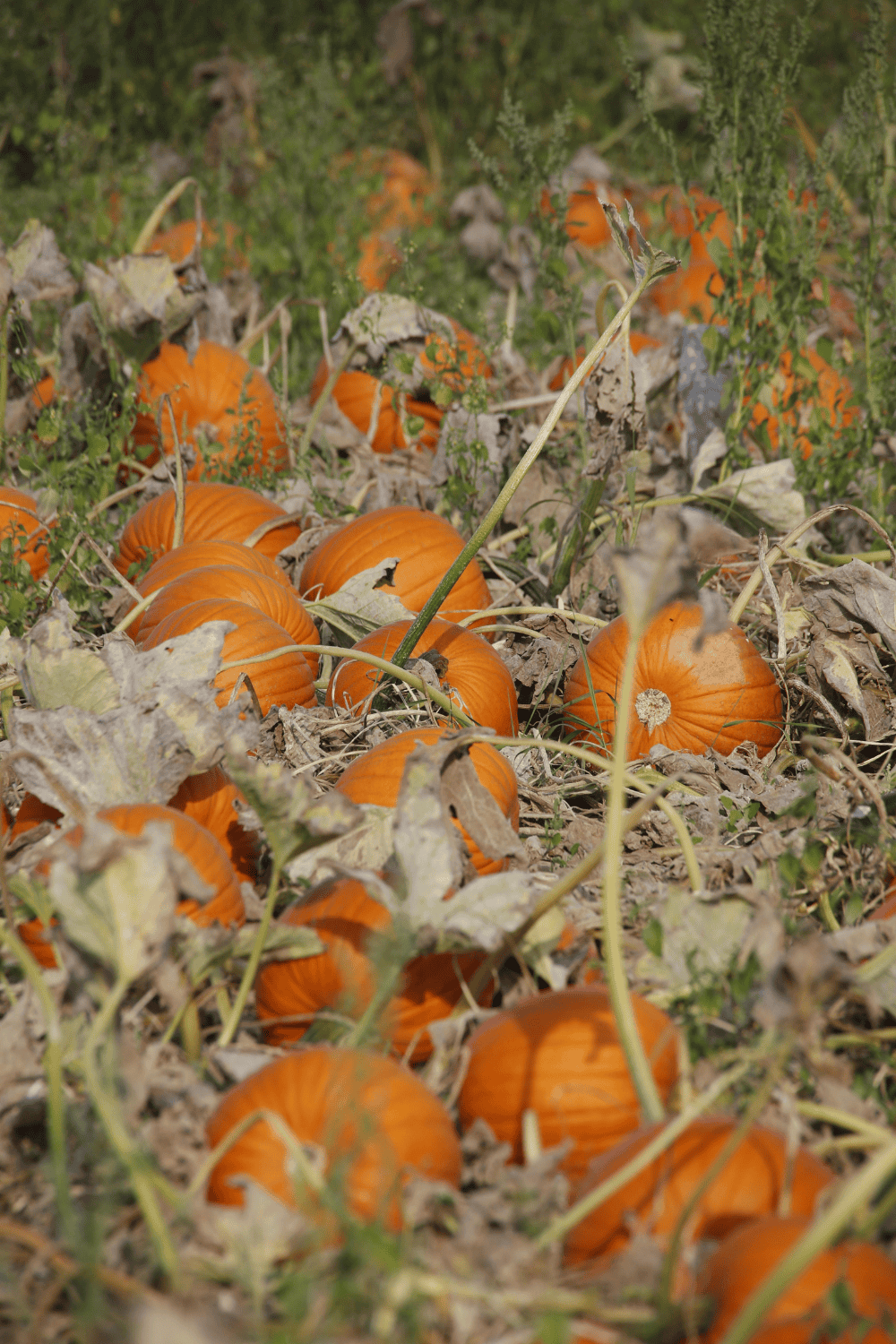 October gardening