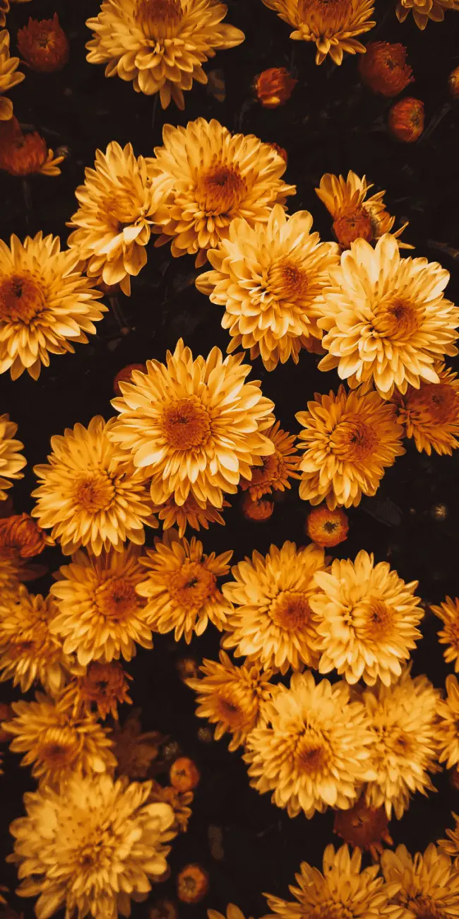 Growing chrysanthemums