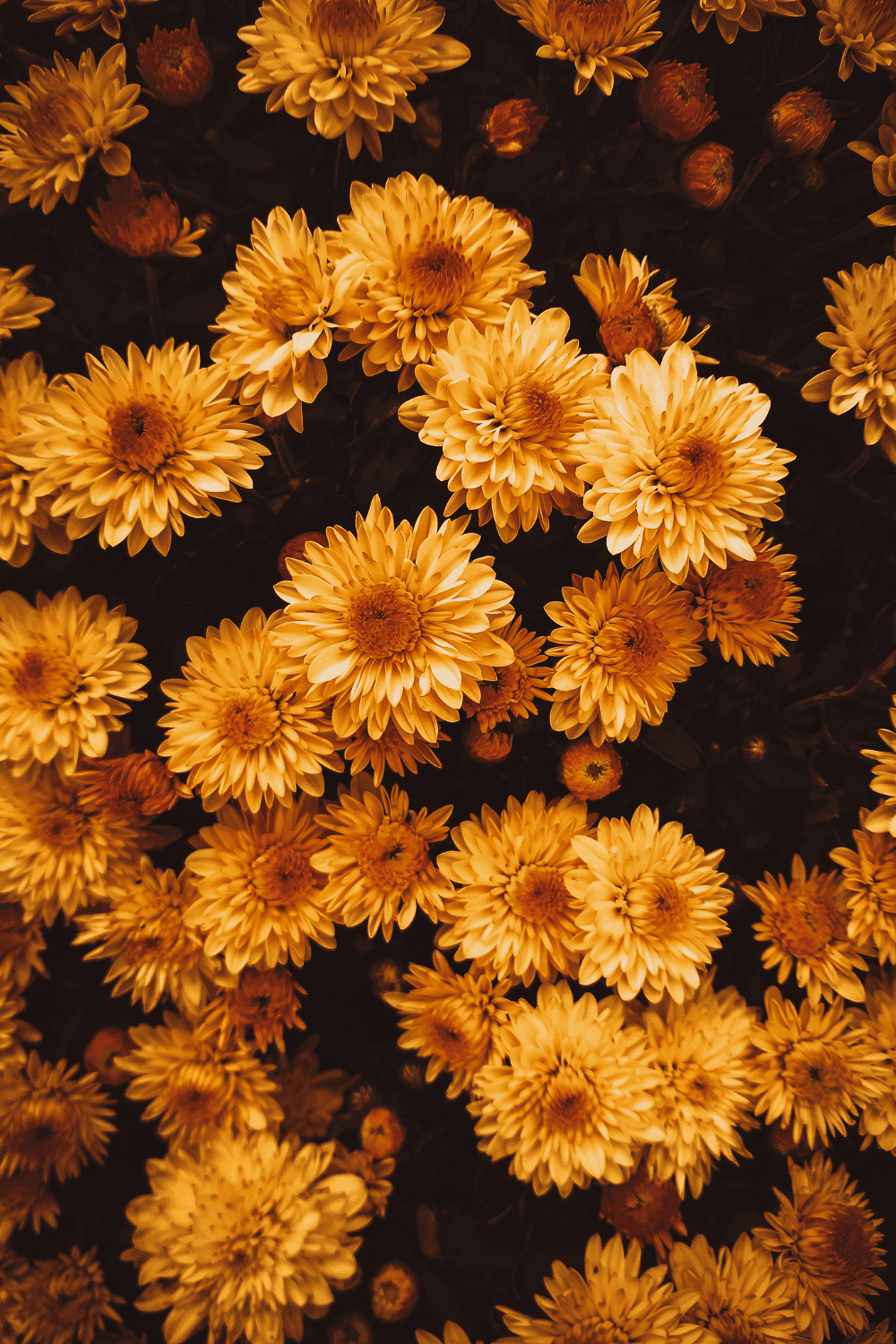 Growing chrysanthemums