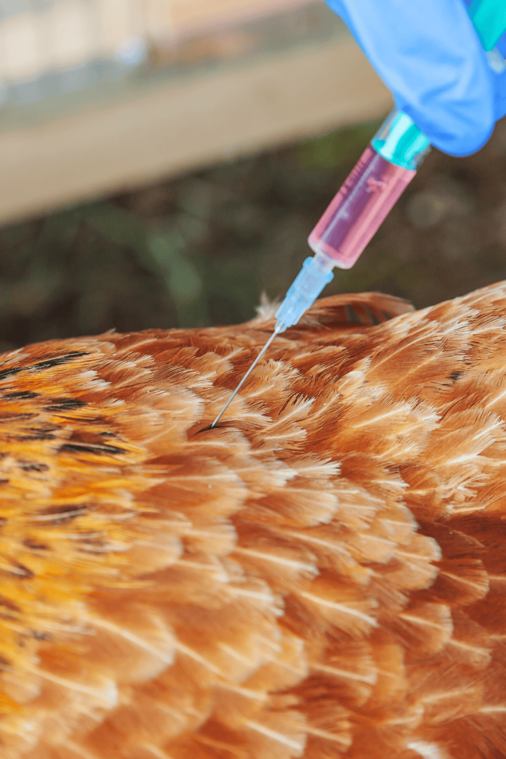Backyard chicken vaccines