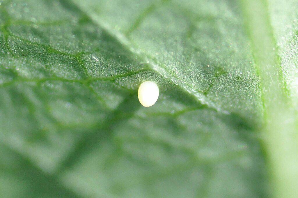 The Vanishing Monarch Butterfly - How We Can Save This Iconic Species 4 Monarch Butterfly Egg Monarch Butterfly