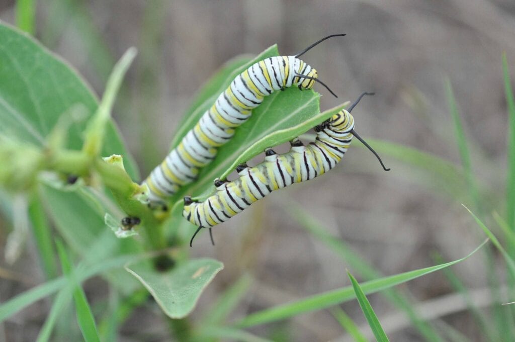 The Vanishing Monarch Butterfly - How We Can Save This Iconic Species 6 Monarch Caterpillar Monarch Butterfly