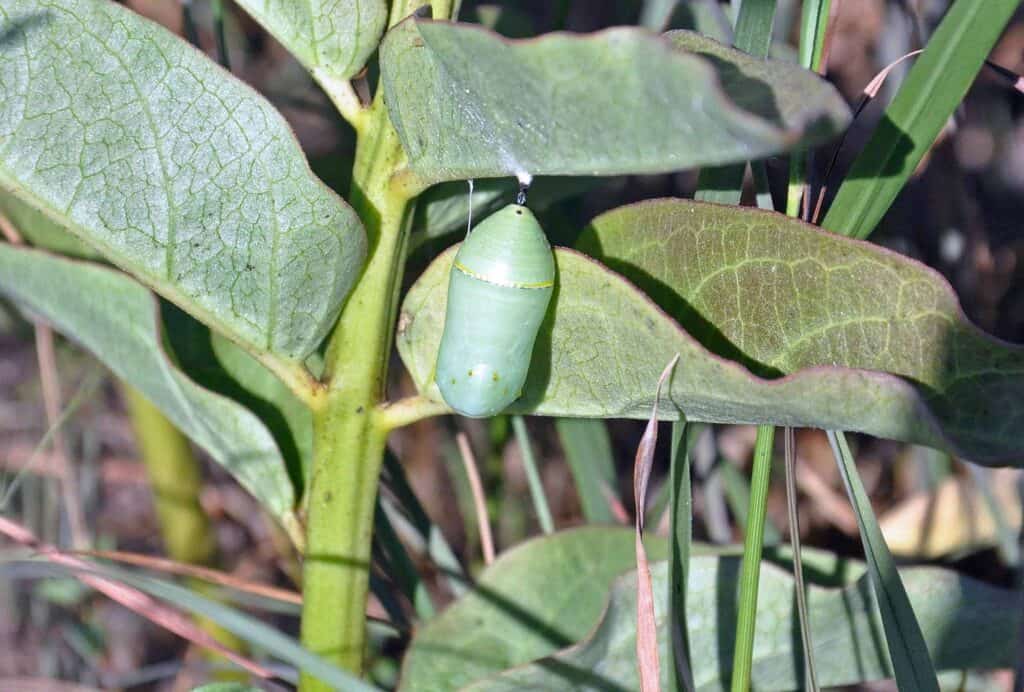 The Vanishing Monarch Butterfly - How We Can Save This Iconic Species 5 Monarch Chrysalis Monarch Butterfly