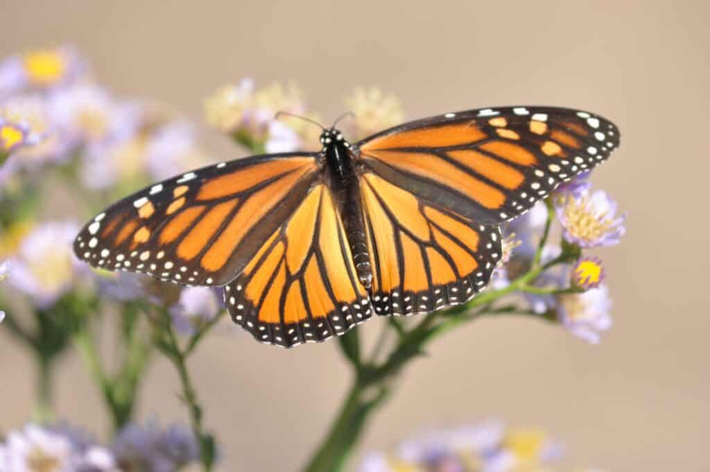 The Vanishing Monarch Butterfly - How We Can Save This Iconic Species 2 Monarch (Female) on Aster Monarch Butterfly