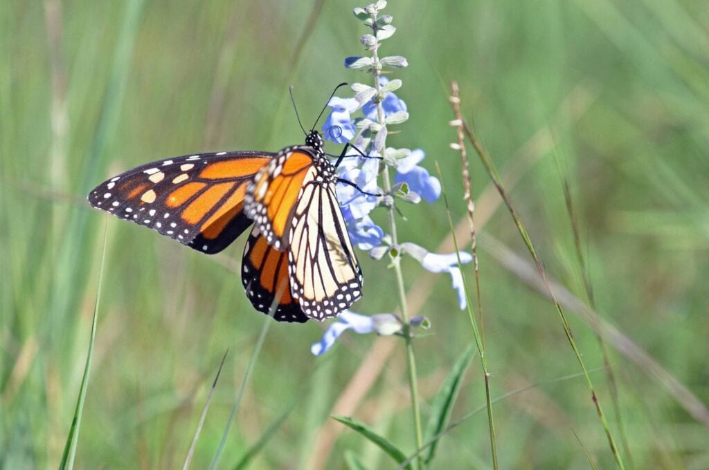 The Vanishing Monarch Butterfly - How We Can Save This Iconic Species 7 Monarch on Blue Sage
