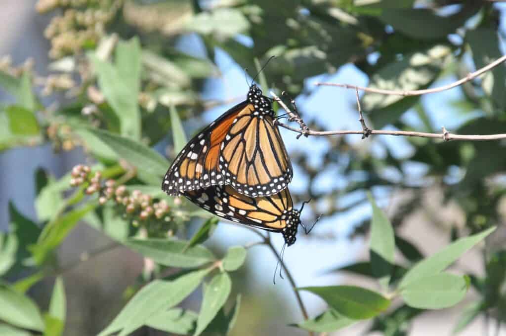 The Vanishing Monarch Butterfly - How We Can Save This Iconic Species 3 Monarchs Mating Monarch Butterfly