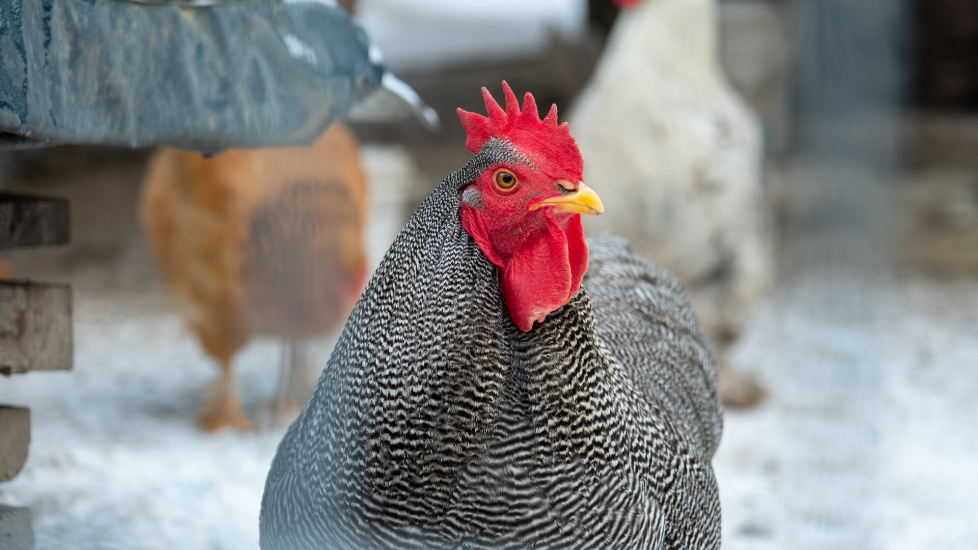 A Well Insulated Chicken Coop  BackYard Chickens - Learn How to