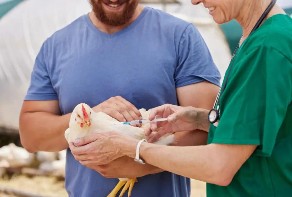 Shot of a veterinarian giving an injection to a chicken on a poultry farm vaccination schedule for backyard chickens