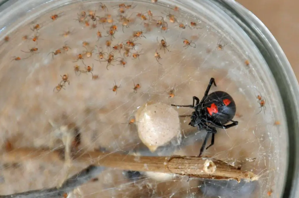 Orb Weavers, Widows, And Wolves: Getting To Know Your Local Spiders 6 Black widow spider with egg sac & babie