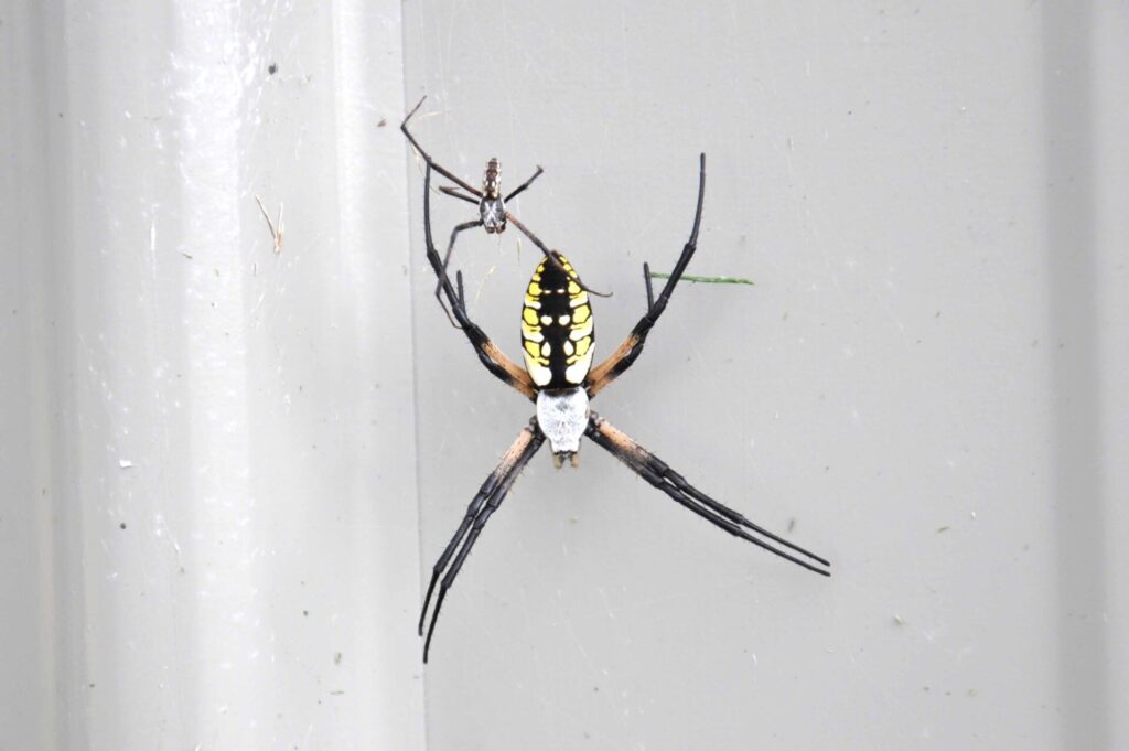 Orb Weavers, Widows, And Wolves: Getting To Know Your Local Spiders 2 Black & yellow argiope