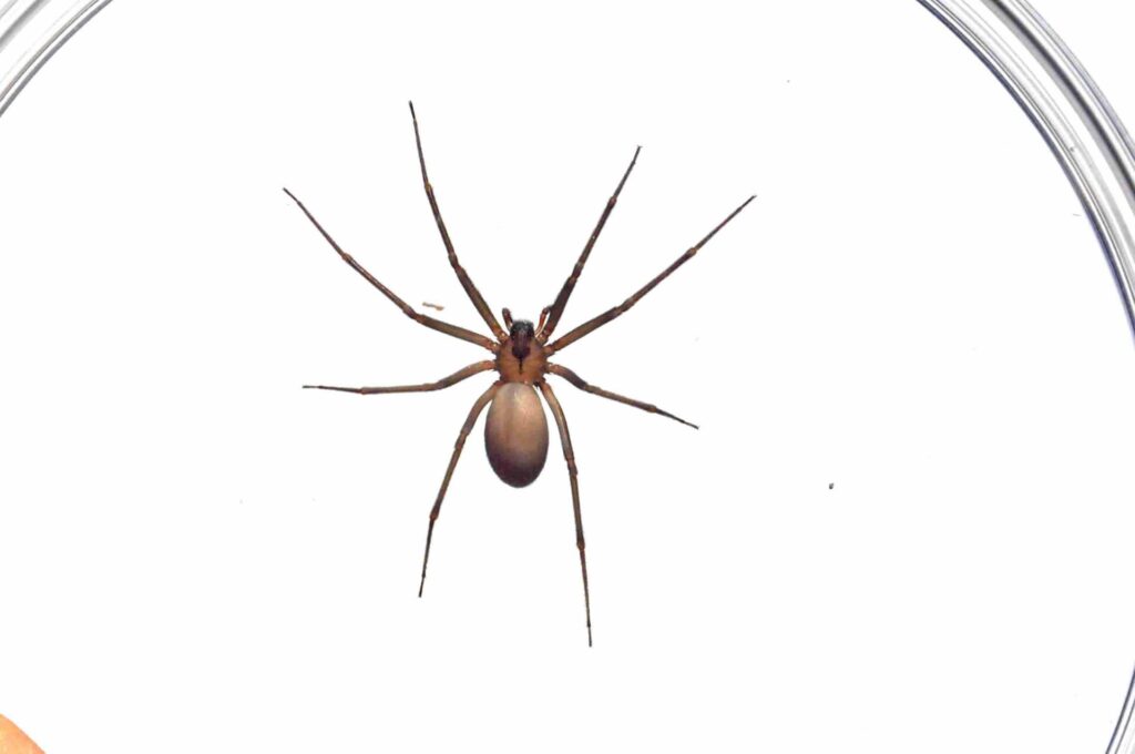 Orb Weavers, Widows, And Wolves: Getting To Know Your Local Spiders 5 Brown recluse spider