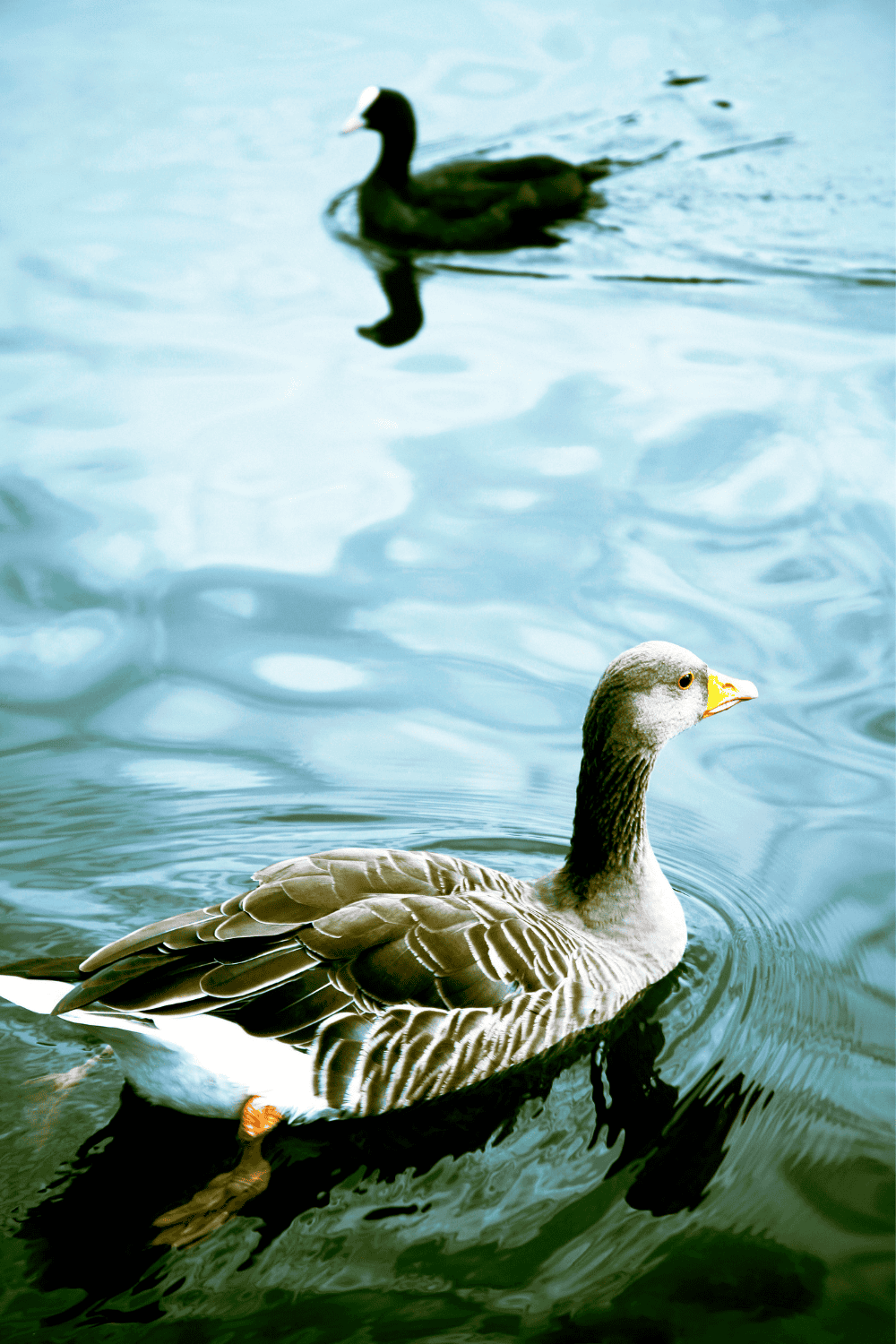 Do ducks need a pond