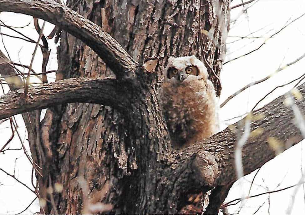 Great horned owl fledgling