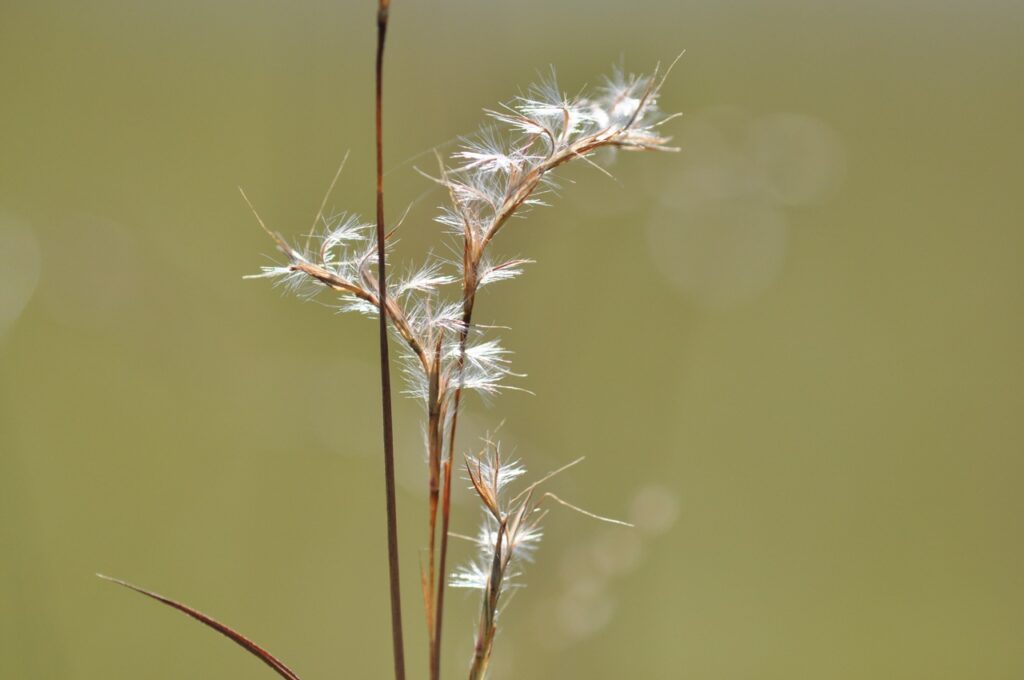 The Amazing Tallgrass Prairie Grasses 3 Little bluestem prairie grasses