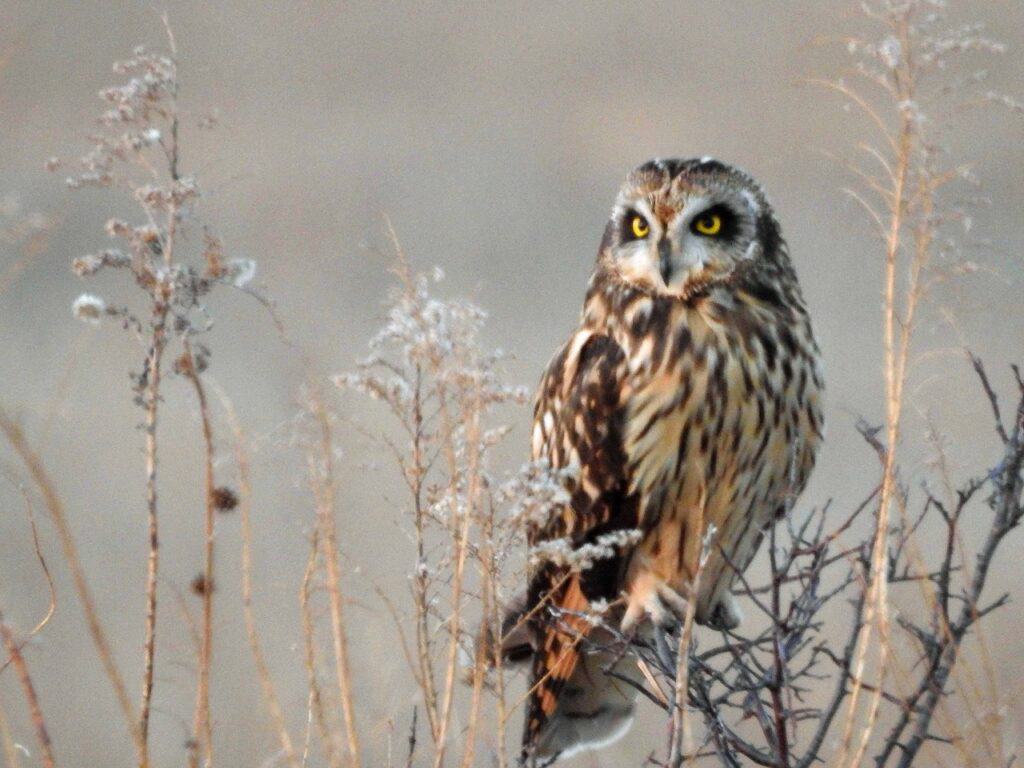 Short-eared owl