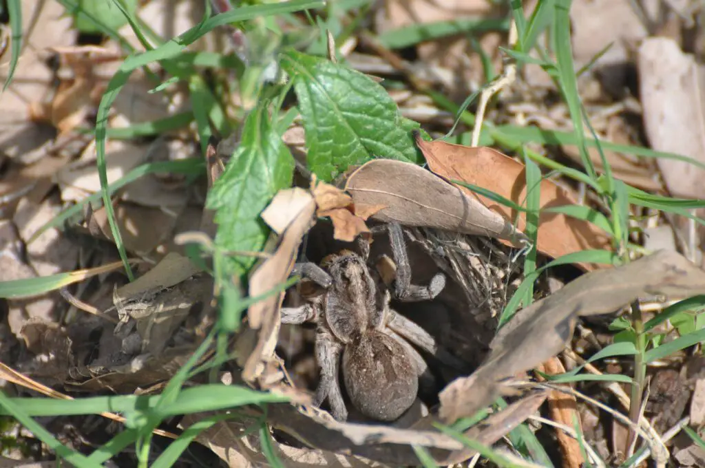 Orb Weavers, Widows, And Wolves: Getting To Know Your Local Spiders 8 Wolf spider