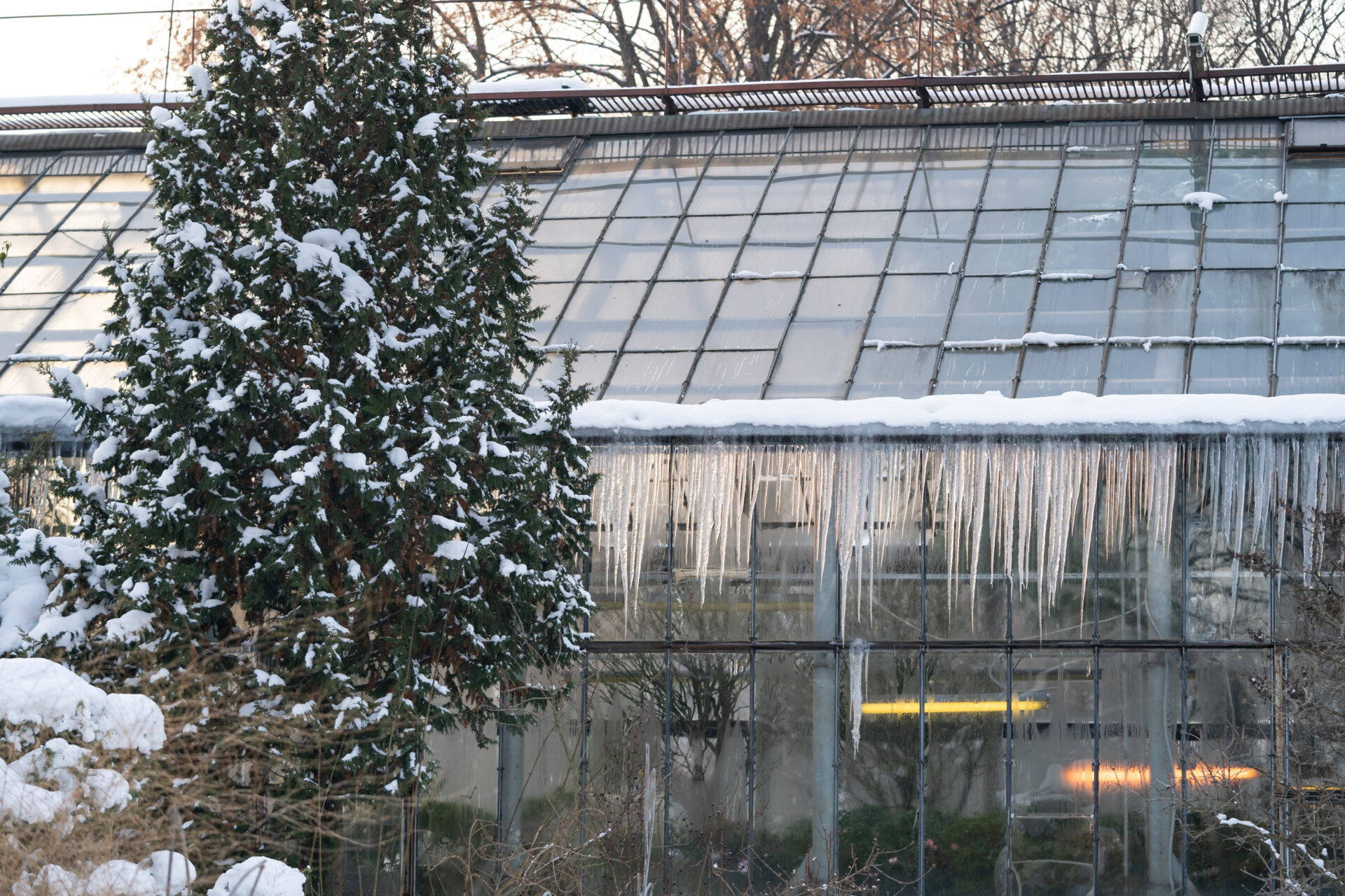 https://waddleandcluck.com/wp-content/uploads/2023/11/greenhouse-with-icicles-hanging-from-roof-in-beautiful-winter-botanical-garden-on-cold-frosty-day.jpg