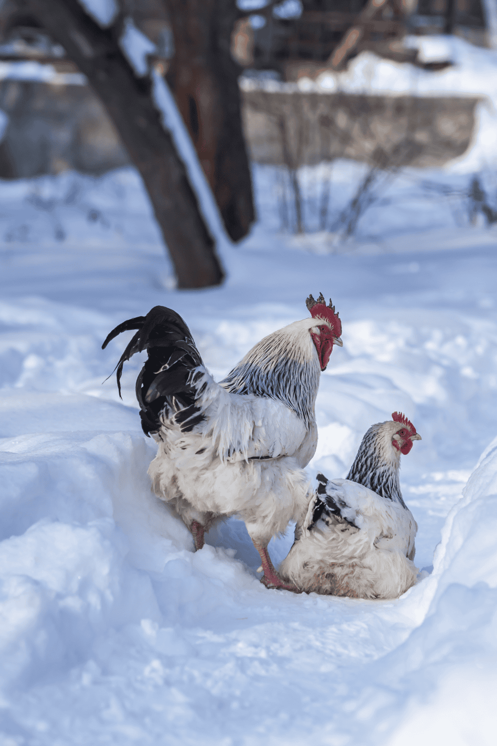 How to keep chickens warm in winter