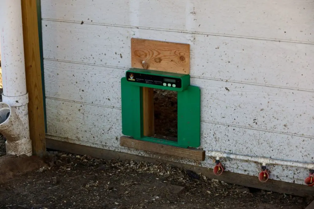 Coop Automation Done Right: Reviewing The Chickcozy Chicken Door 4 Chickcozy automatic chicken door