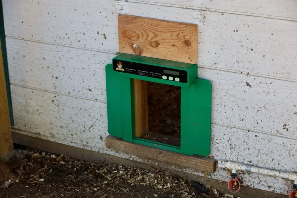 Coop Automation Done Right: Reviewing The Chickcozy Chicken Door 2 Chickcozy automatic chicken door