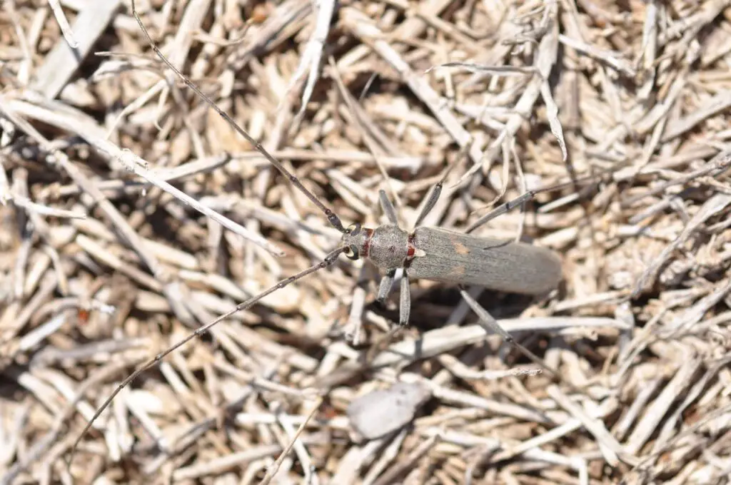 Nature'S Careless Pruners: The Destructive Twig Girdling Beetles 3 Twig girding beetle